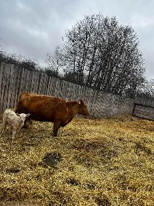 6 Cow Calf pairs Charolais Red Angus cross - Photo 2