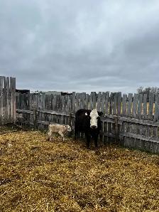 6 Cow Calf pairs Charolais Red Angus cross - Photo 3