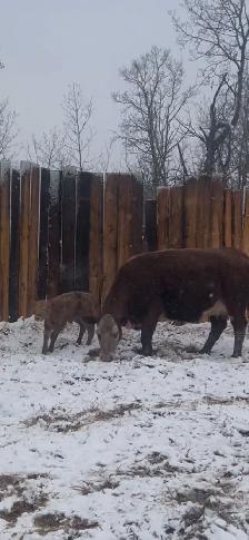 6 Cow Calf pairs Charolais Red Angus cross - Photo 6