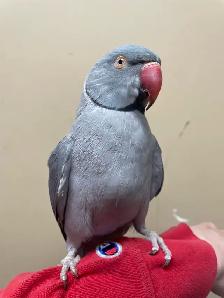 Male Indian Ringneck