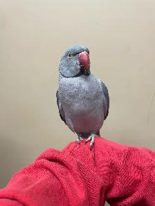 Male Indian Ringneck - Photo 2