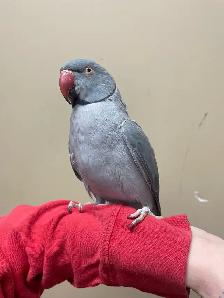Male Indian Ringneck - Photo 3