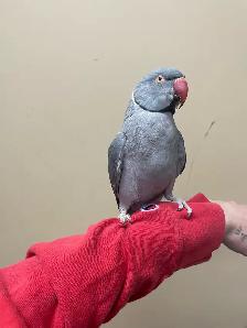 Male Indian Ringneck - Photo 6