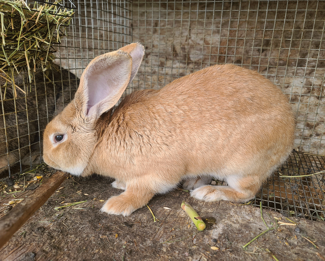 Rabbit Flemish Giant Male