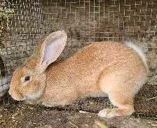 Rabbit Flemish Giant Male - Photo 2