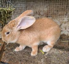 Rabbit Flemish Giant Male - Photo 3