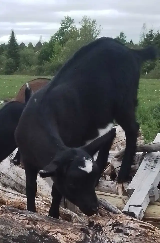 Polled Mix Breed Female Goat For Sale