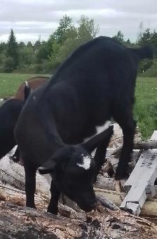 Polled Mix Breed Female Goat For Sale