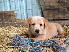 Pups. Farm Raised Family Dogs