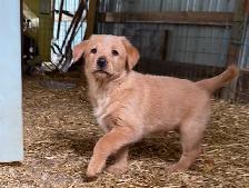 Pups. Farm Raised Family Dogs - Photo 2