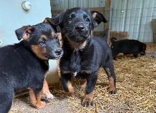 Pups. Farm Raised Family Dogs - Photo 3