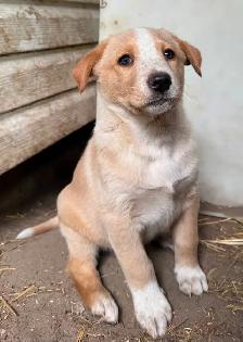 Pups. Farm Raised Family Dogs - Photo 4