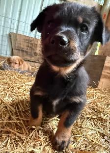 Pups. Farm Raised Family Dogs - Photo 5