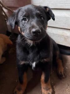 Pups. Farm Raised Family Dogs - Photo 6