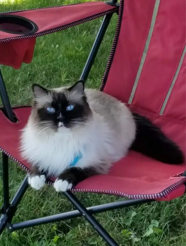 8yr old Ragdoll, Purebred, Affectionate