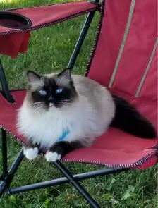 8yr old Ragdoll, Purebred, Affectionate