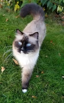 8yr old Ragdoll, Purebred, Affectionate - Photo 2