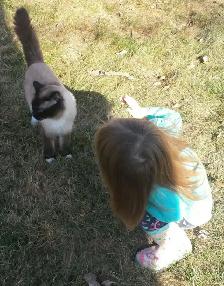 8yr old Ragdoll, Purebred, Affectionate - Photo 3