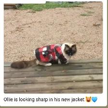 8yr old Ragdoll, Purebred, Affectionate - Photo 4