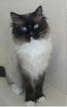8yr old Ragdoll, Purebred, Affectionate - Photo 6