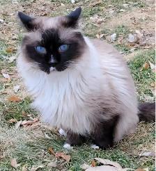 8yr old Ragdoll, Purebred, Affectionate - Photo 7