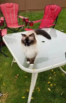 8yr old Ragdoll, Purebred, Affectionate - Photo 9