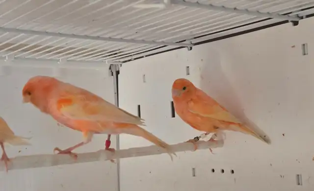 Pair of Canaries For Sale