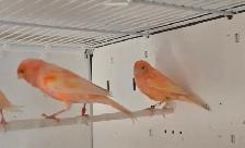 Pair of Canaries For Sale