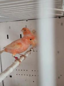 Pair of Canaries For Sale - Photo 2