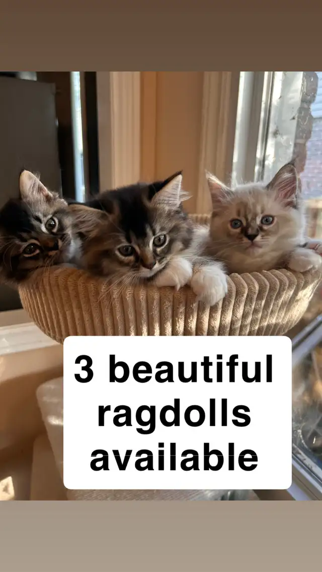 3 Beautiful Ragdolls Available