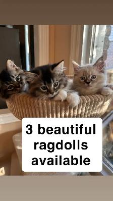 3 Beautiful Ragdolls Available