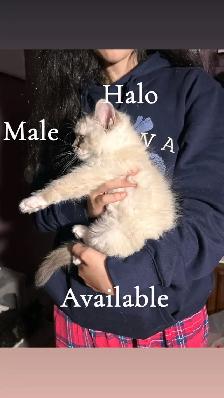3 Beautiful Ragdolls Available - Photo 3