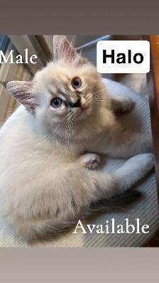 3 Beautiful Ragdolls Available - Photo 4