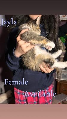 3 Beautiful Ragdolls Available - Photo 7