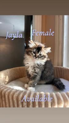 3 Beautiful Ragdolls Available - Photo 8