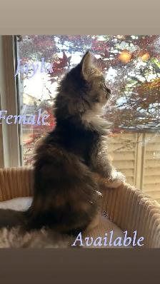 3 Beautiful Ragdolls Available - Photo 9