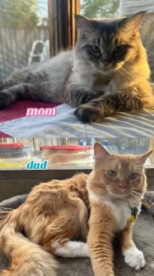 3 Beautiful Ragdolls Available - Photo 10