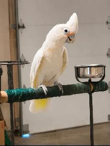 Beautiful COCKATOO