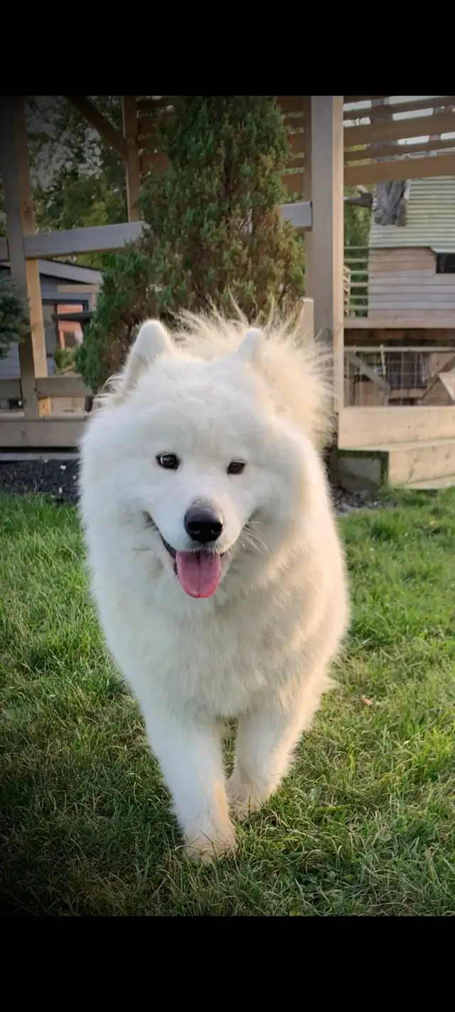 Beautiful Pair of Samoyed’s Ages 4&6 in good heath