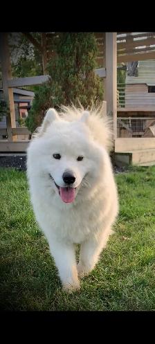 Beautiful Pair of Samoyed’s Ages 4&6 in good heath