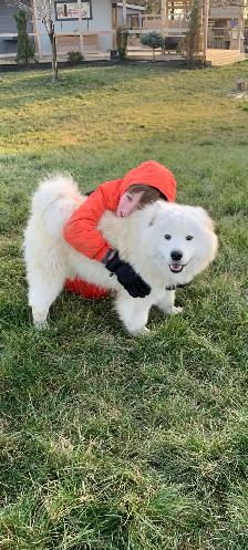 Beautiful Pair of Samoyed’s Ages 4&6 in good heath - Photo 2