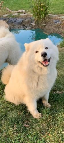 Beautiful Pair of Samoyed’s Ages 4&6 in good heath - Photo 3