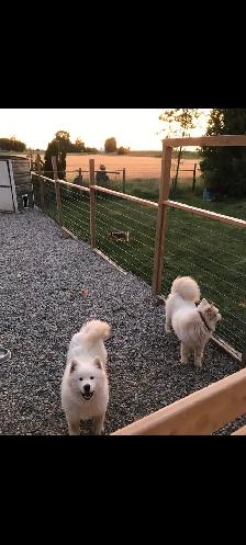 Beautiful Pair of Samoyed’s Ages 4&6 in good heath - Photo 4