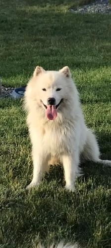 Beautiful Pair of Samoyed’s Ages 4&6 in good heath - Photo 5