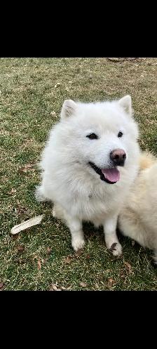Beautiful Pair of Samoyed’s Ages 4&6 in good heath - Photo 6
