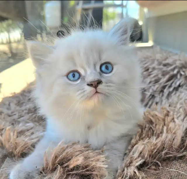 chatton ragdoll