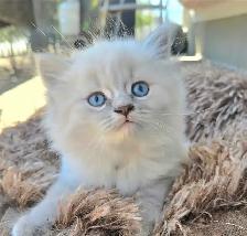 chatton ragdoll