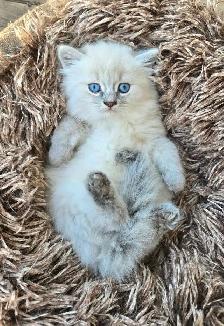chatton ragdoll - Photo 2