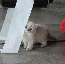 chatton ragdoll - Photo 3