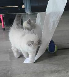 chatton ragdoll - Photo 5